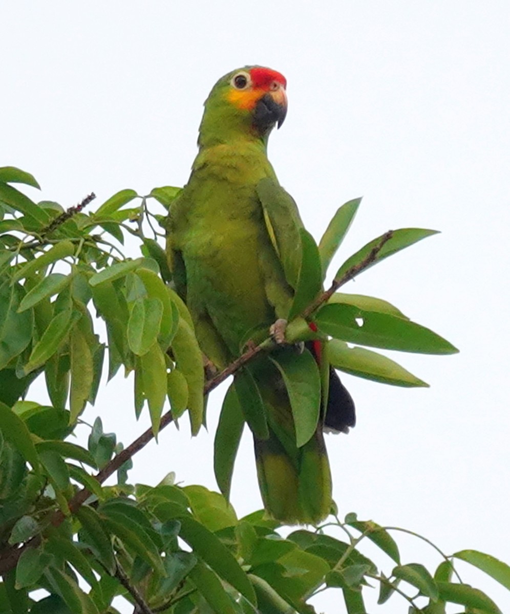 Red-lored Parrot - ML620570067