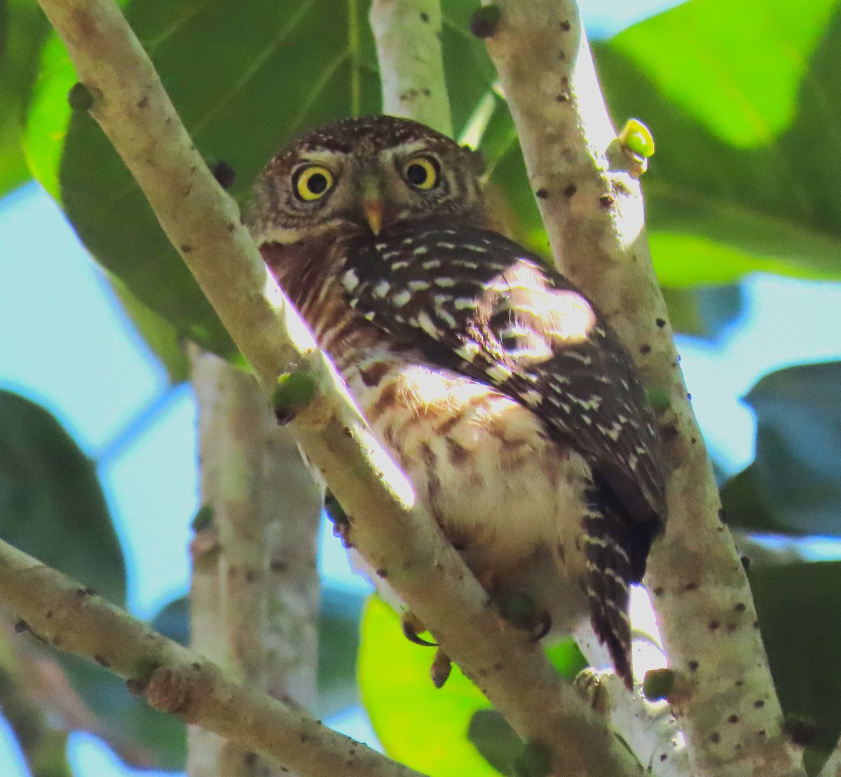 Cuban Pygmy-Owl - ML620570082