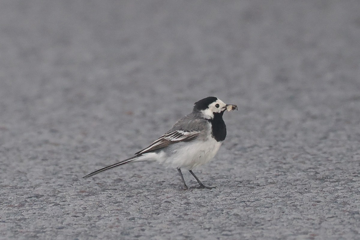 White Wagtail (White-faced) - ML620570083
