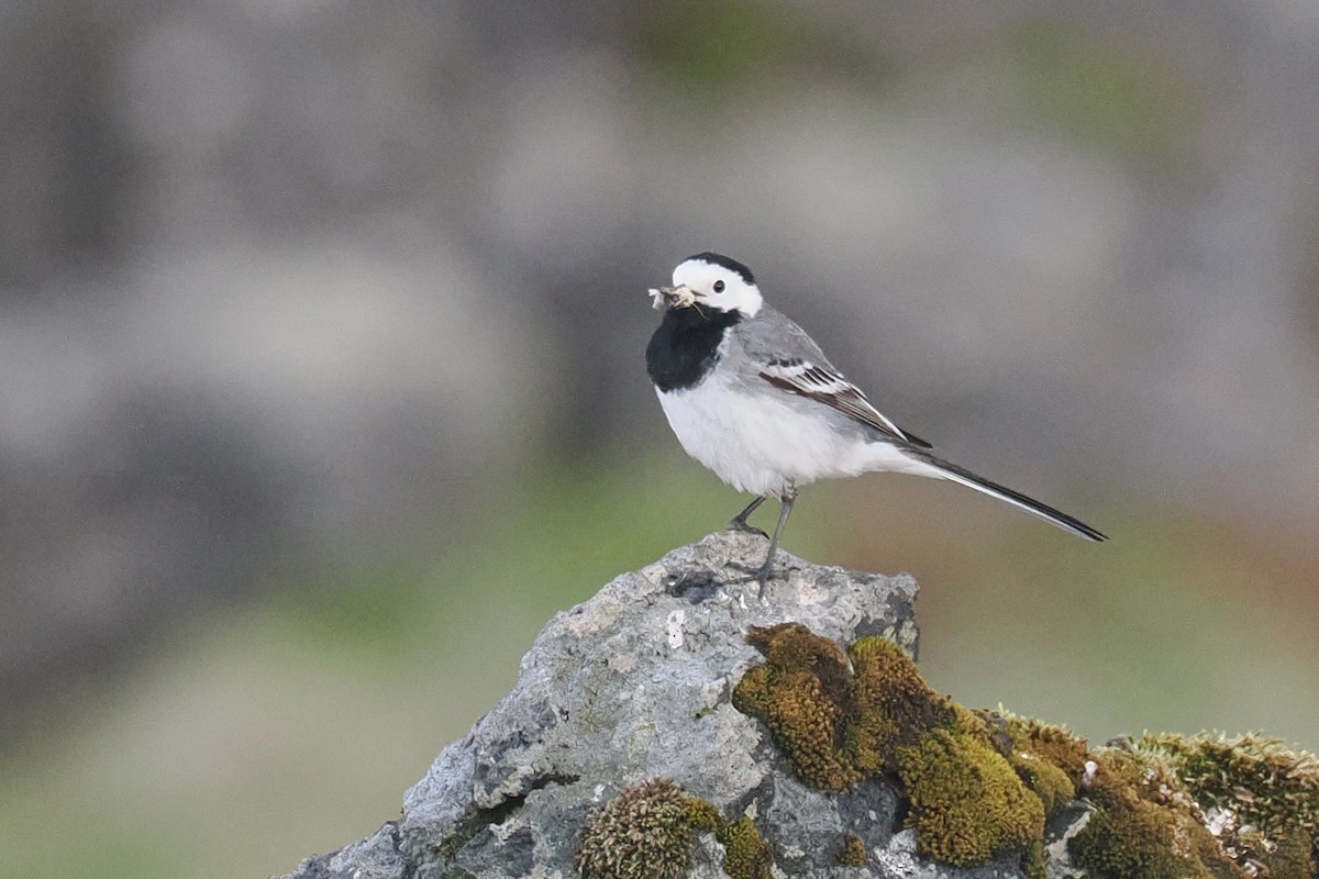 White Wagtail (White-faced) - ML620570084