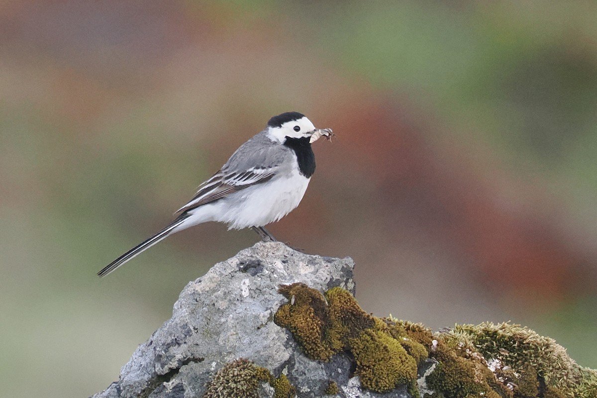 White Wagtail (White-faced) - ML620570085