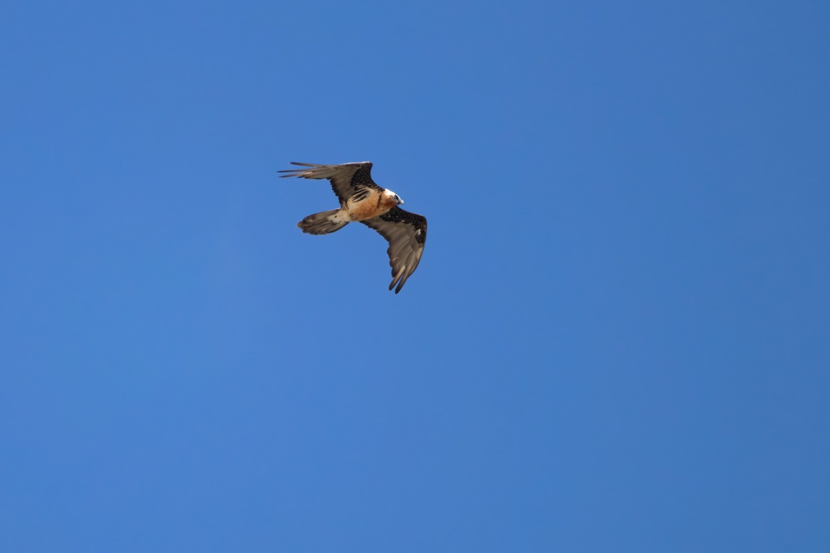 Bearded Vulture - ML620570095