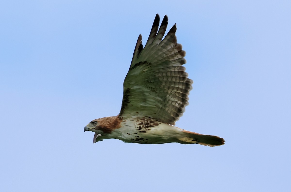 Red-tailed Hawk - ML620570096