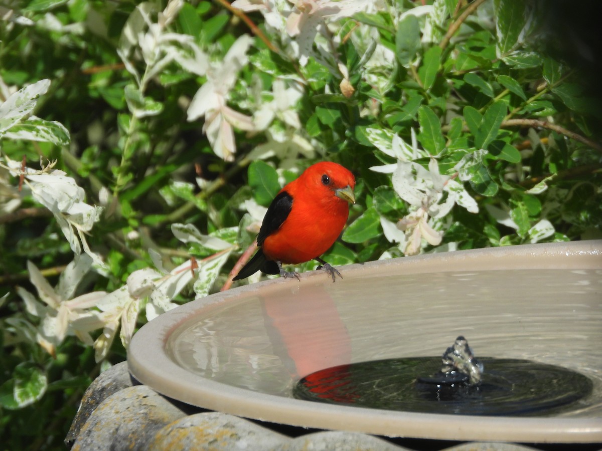 Scarlet Tanager - ML620570099