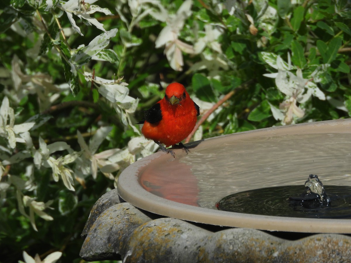 Scarlet Tanager - ML620570106