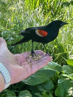 Red-winged Blackbird - ML620570112