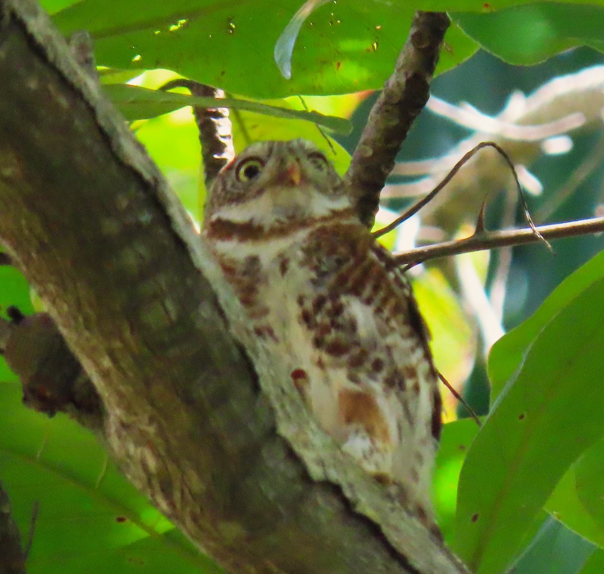 Cuban Pygmy-Owl - ML620570114