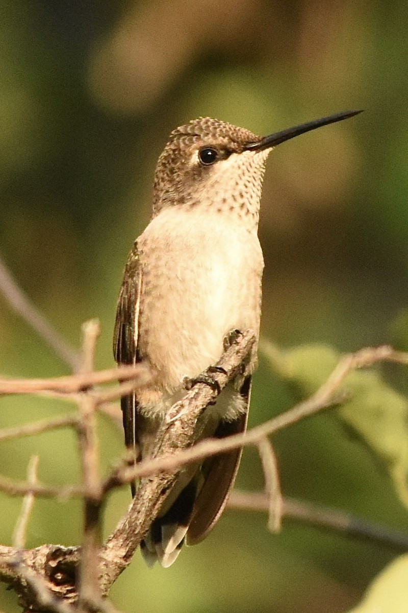 Black-chinned Hummingbird - ML620570116