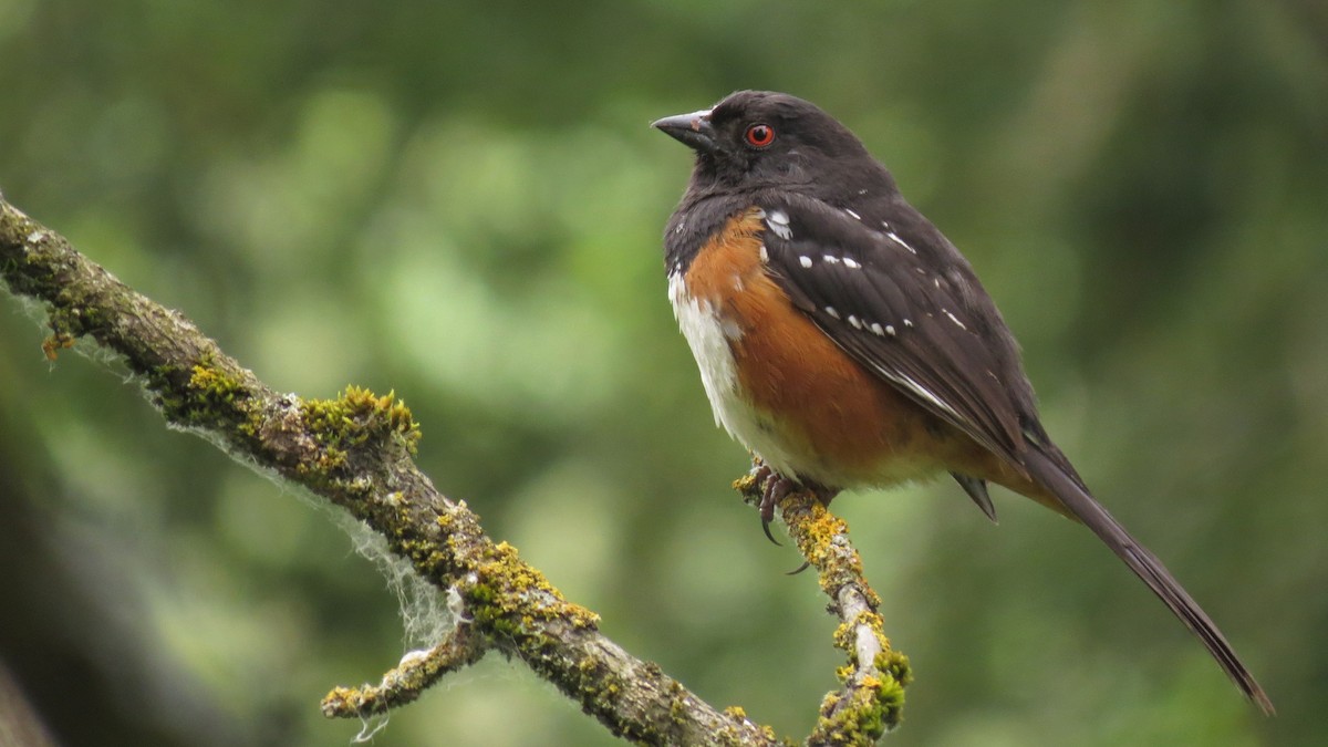 Spotted Towhee - ML620570124