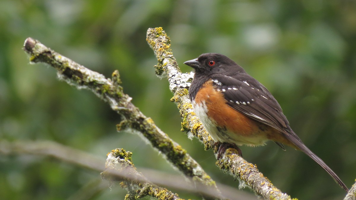 Spotted Towhee - ML620570126