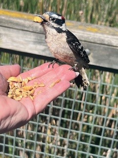 Downy Woodpecker - ML620570134