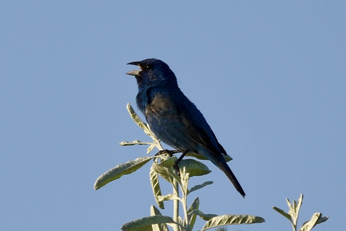 Indigo Bunting - ML620570138