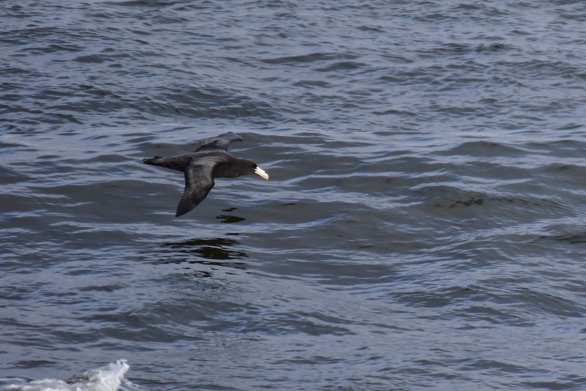 Southern Giant-Petrel - ML620570142