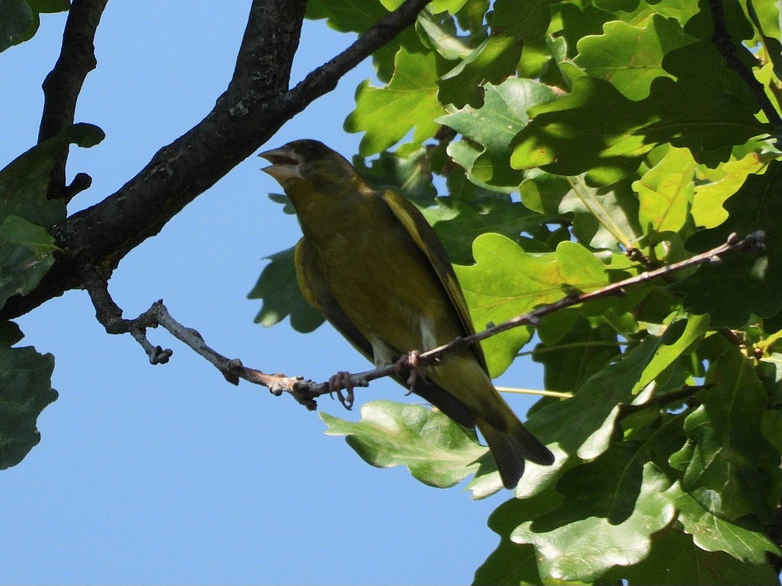 European Greenfinch - ML620570144