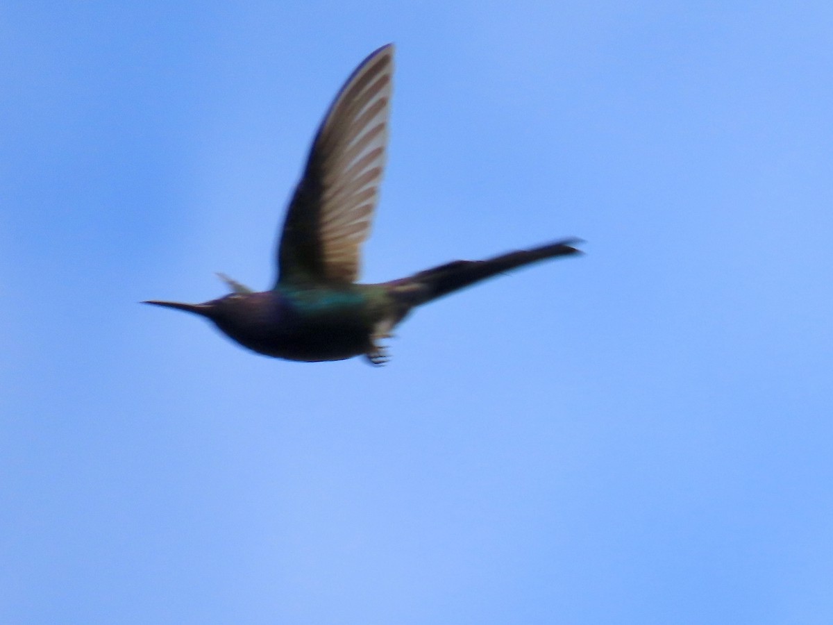 Swallow-tailed Hummingbird - ML620570150