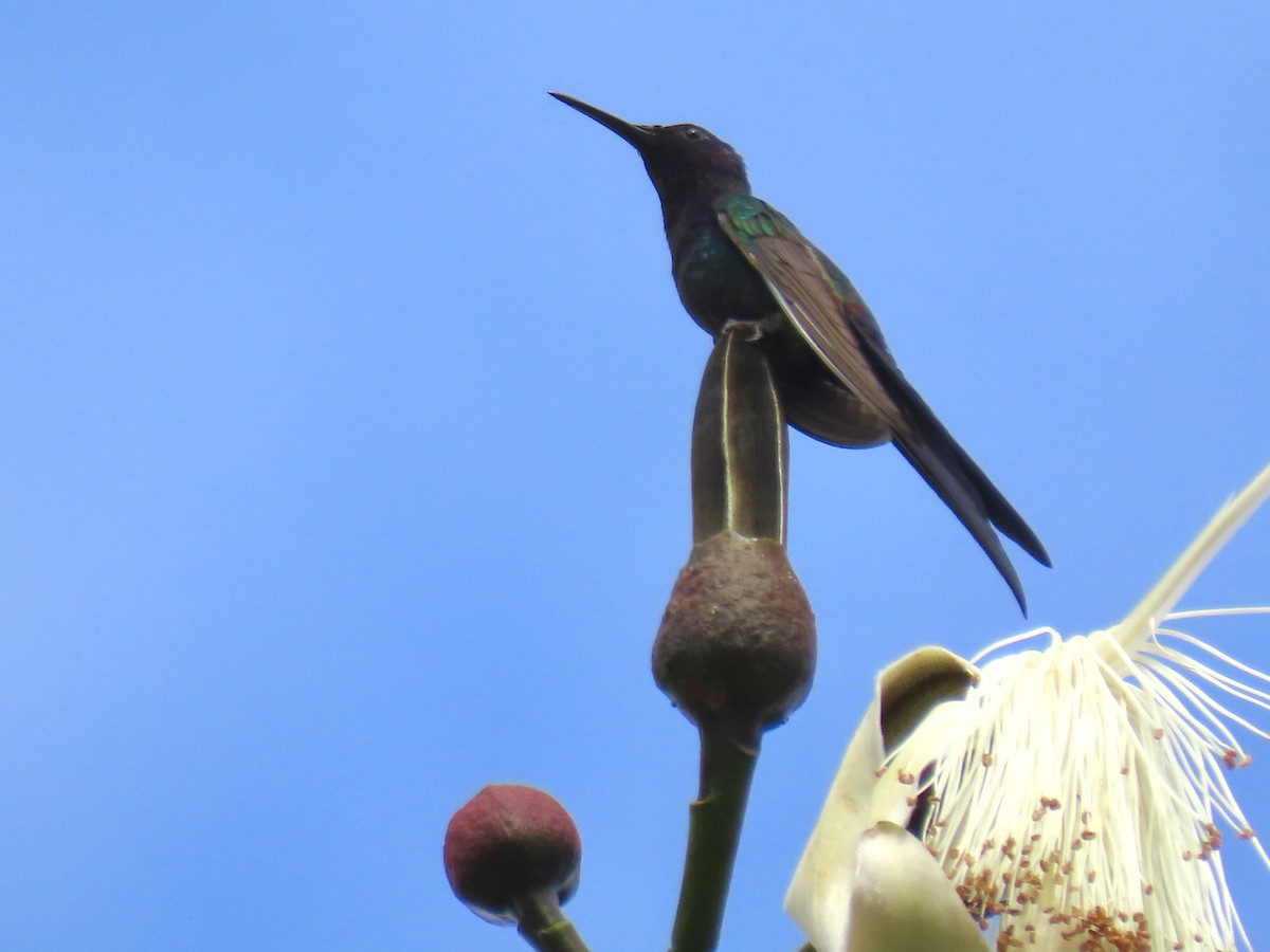 Swallow-tailed Hummingbird - ML620570151
