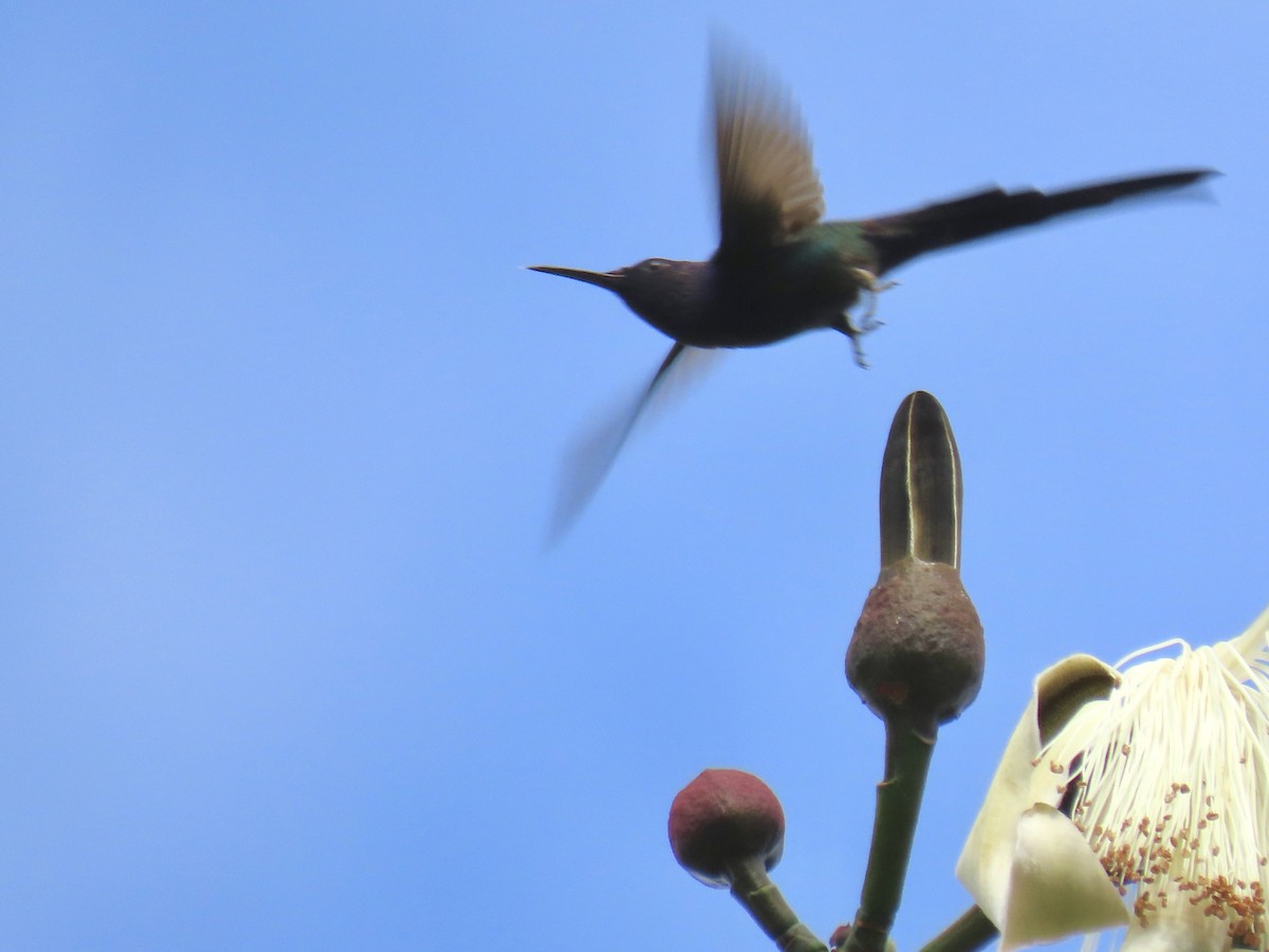 Swallow-tailed Hummingbird - ML620570152