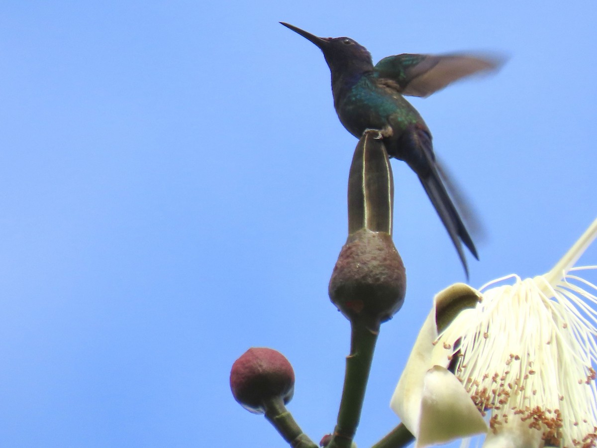 Swallow-tailed Hummingbird - ML620570153