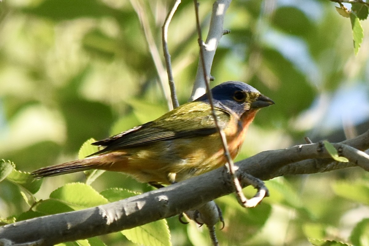 Painted Bunting - ML620570160