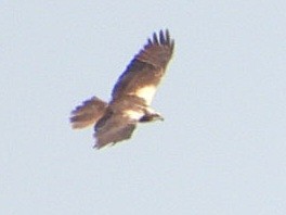 Western Marsh Harrier - ML620570162