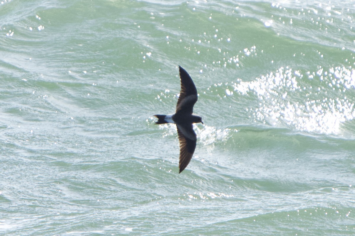 Leach's Storm-Petrel - ML620570164