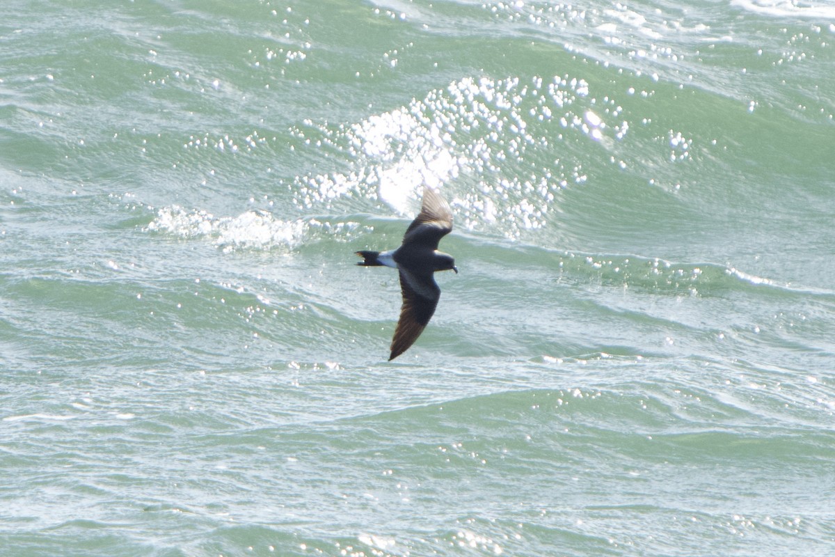 Leach's Storm-Petrel - ML620570166