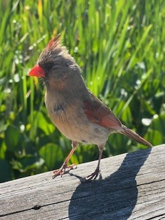 Cardinal rouge - ML620570169
