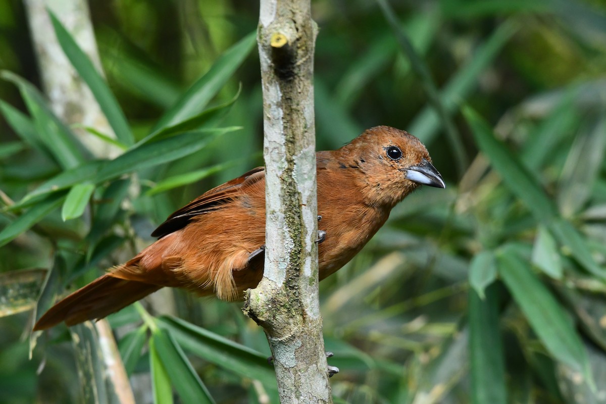 White-lined Tanager - ML620570179