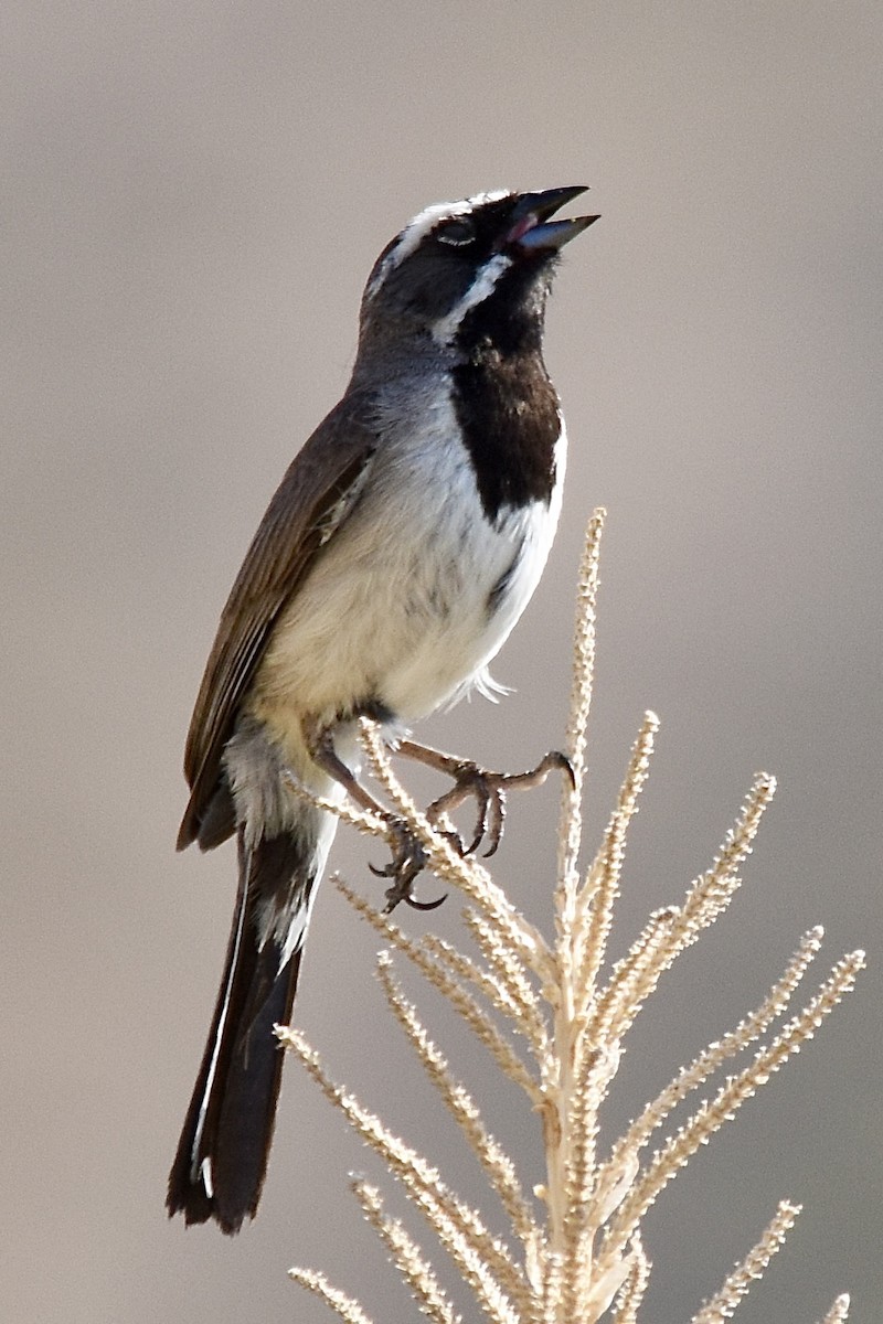 Black-throated Sparrow - ML620570193
