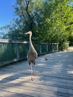 Sandhill Crane - ML620570198