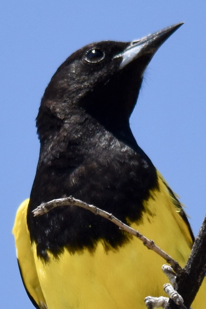 Oriole jaune-verdâtre - ML620570202