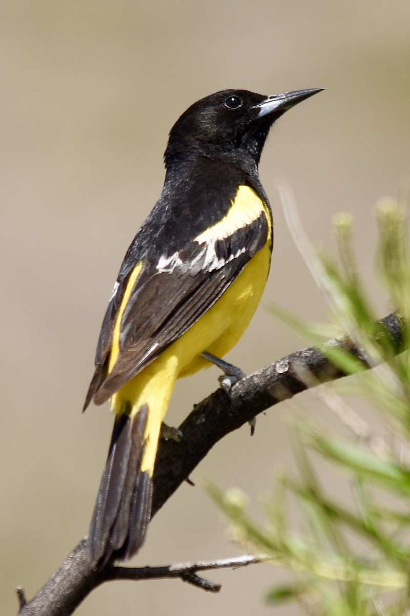 Scott's Oriole - ML620570203