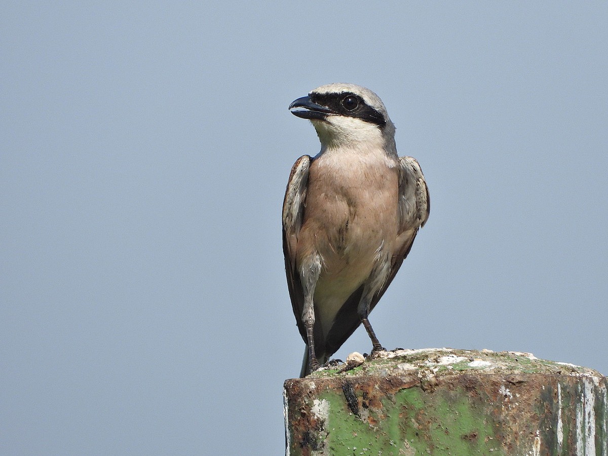 Red-backed Shrike - ML620570204