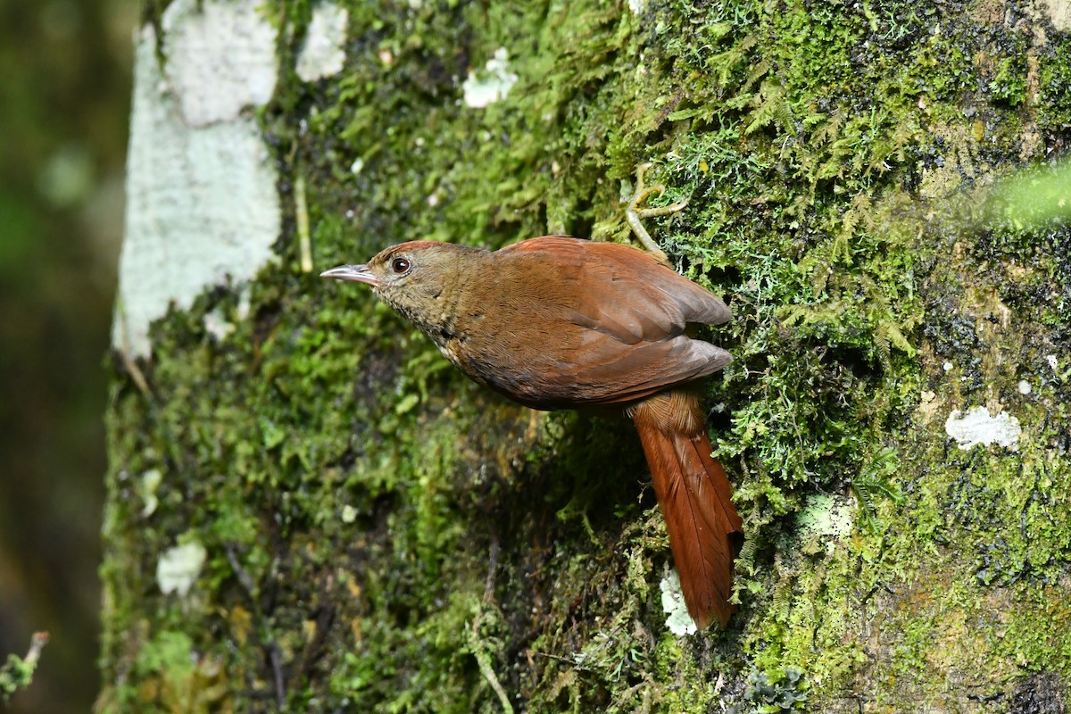 Ash-browed Spinetail - ML620570211