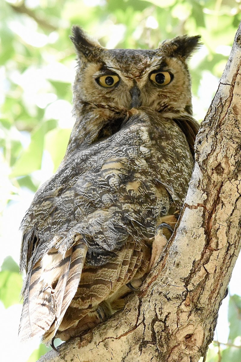 Great Horned Owl - ML620570221