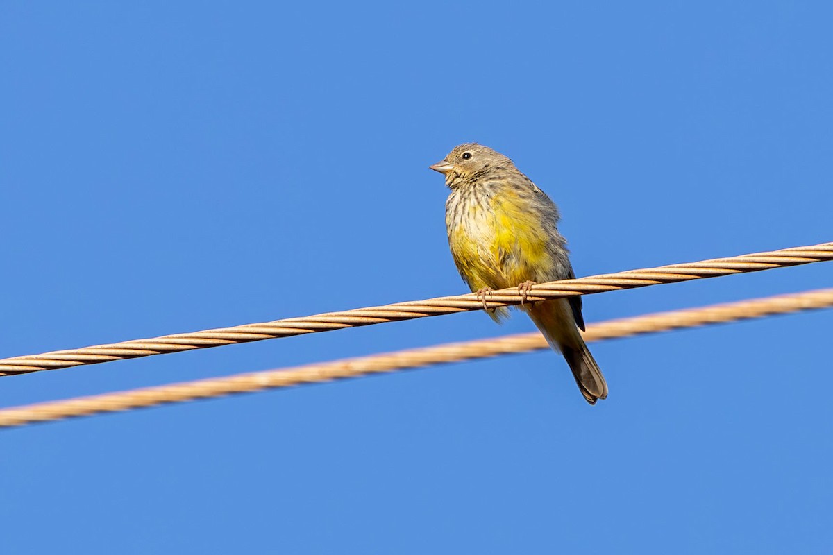 Stripe-tailed Yellow-Finch - ML620570227