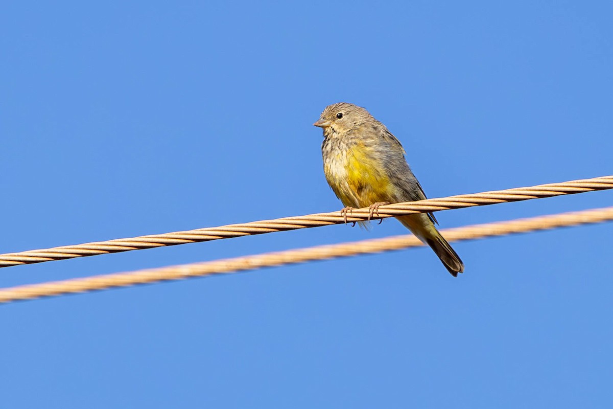 Stripe-tailed Yellow-Finch - ML620570228