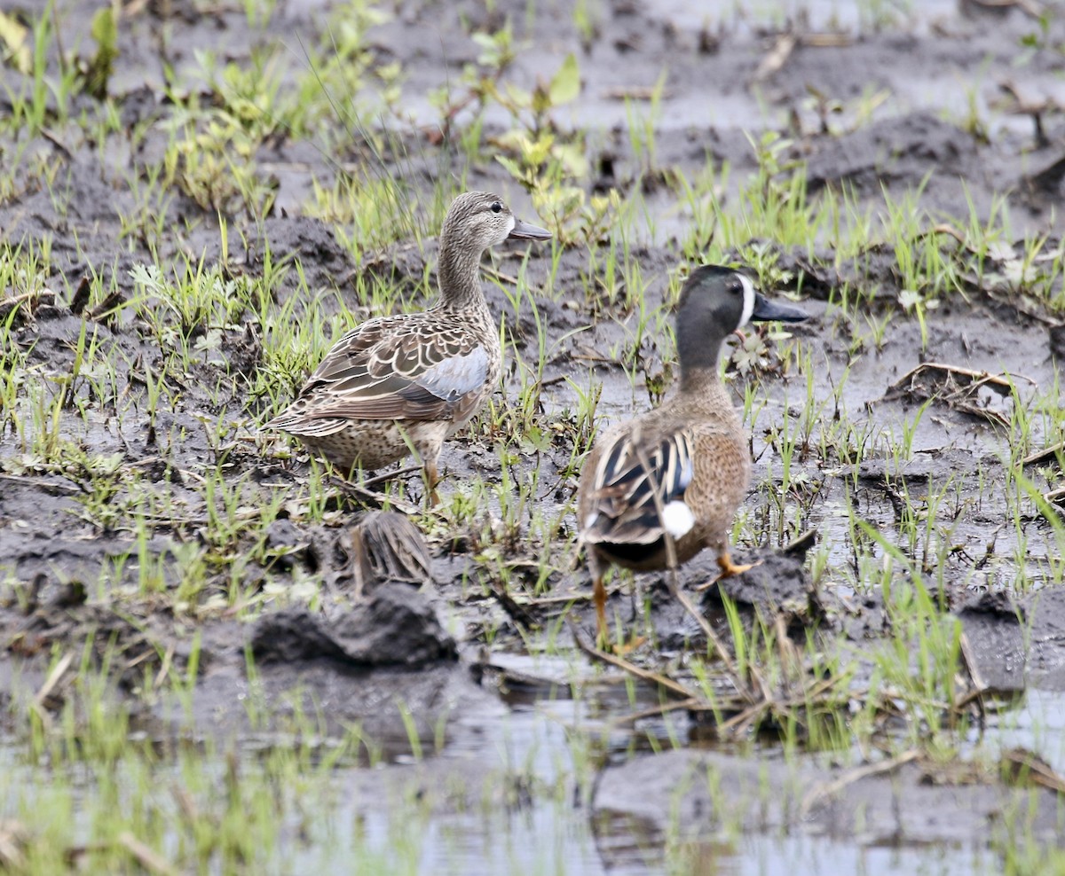 Blue-winged Teal - ML620570239