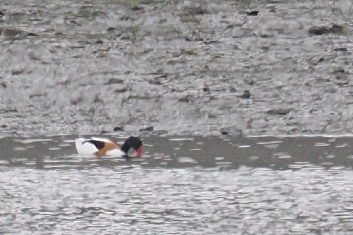 Common Shelduck - ML620570243