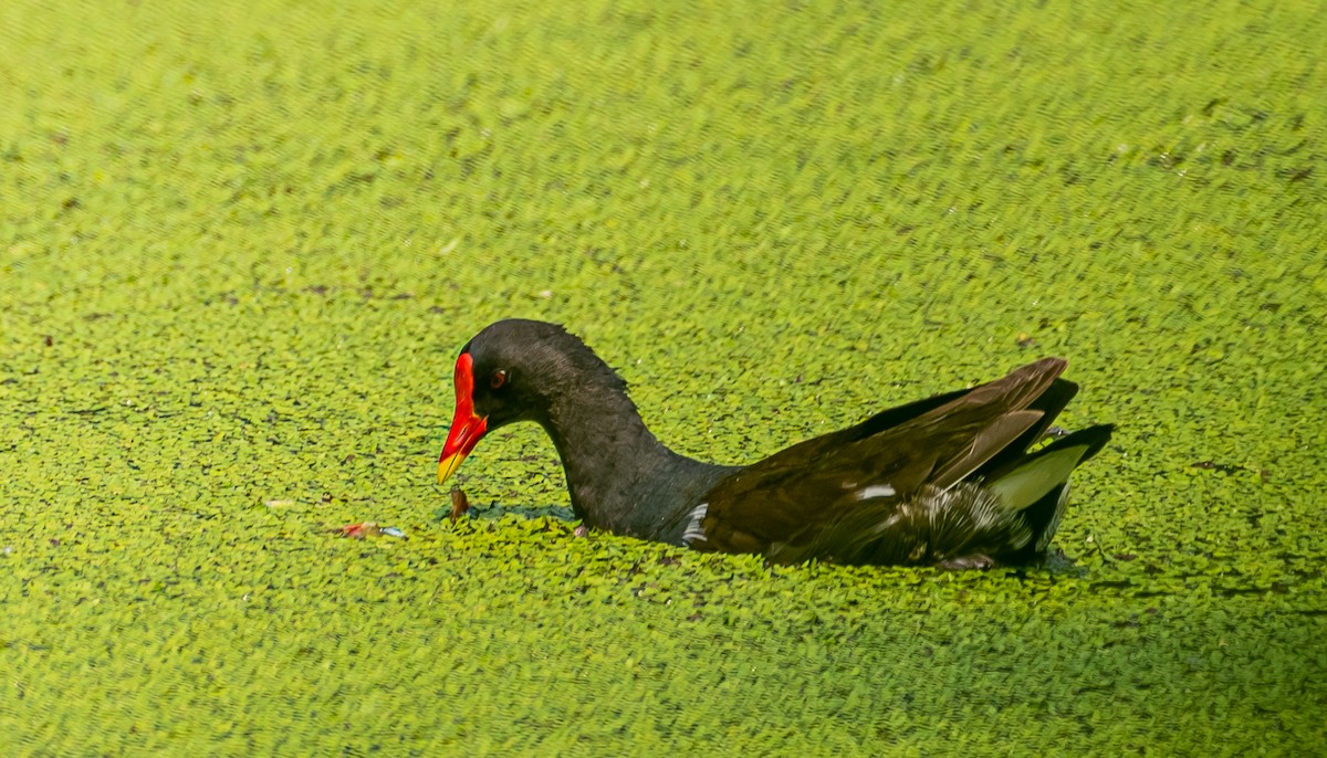 gallinule, foulque ou talève sp. - ML620570247