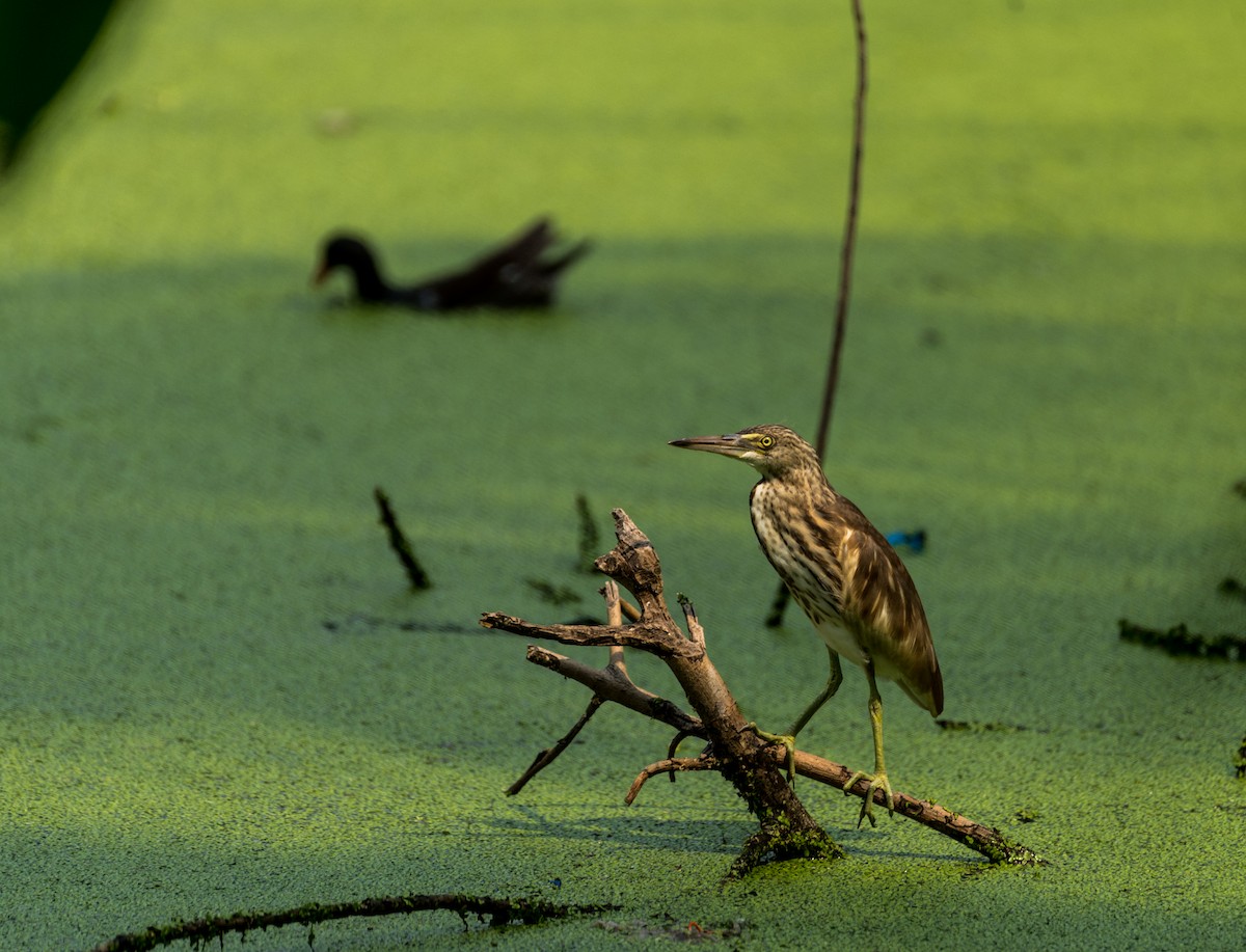 pond-heron sp. - ML620570254