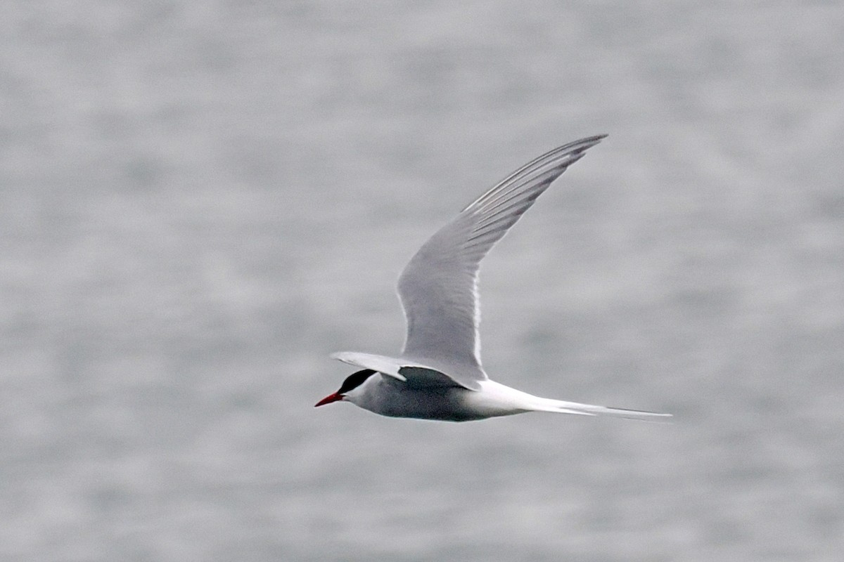 Arctic Tern - ML620570257
