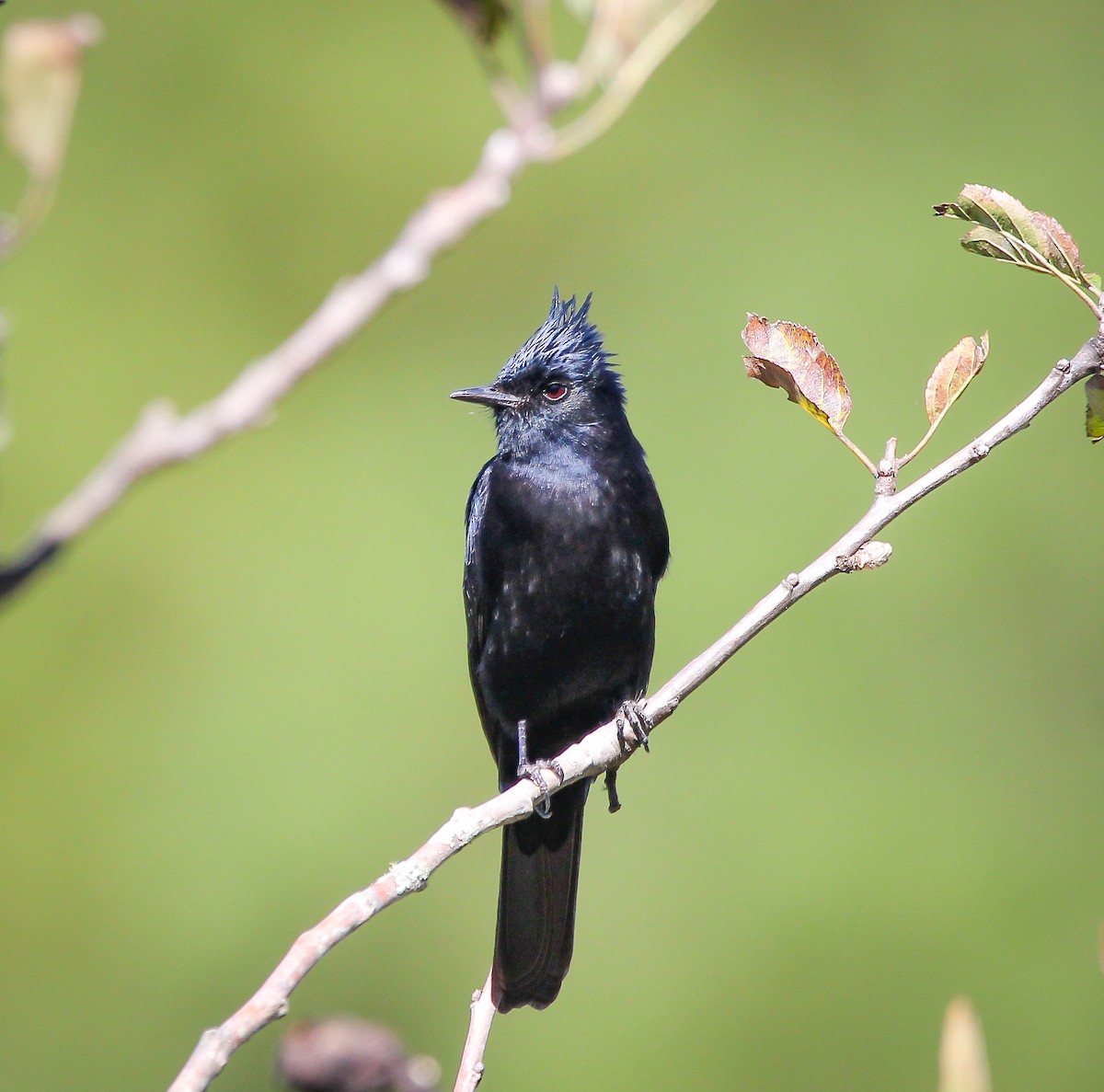 Crested Black-Tyrant - ML620570258