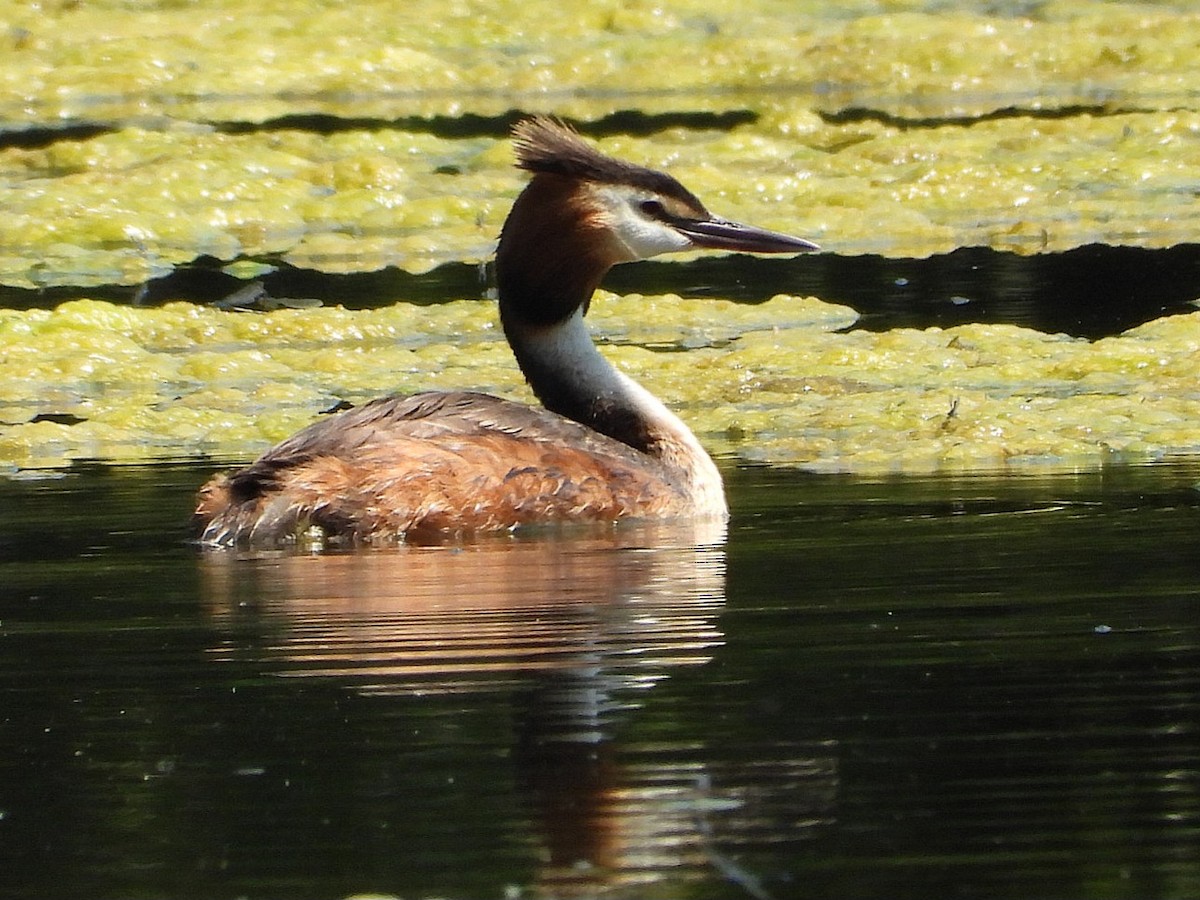 Great Crested Grebe - ML620570262