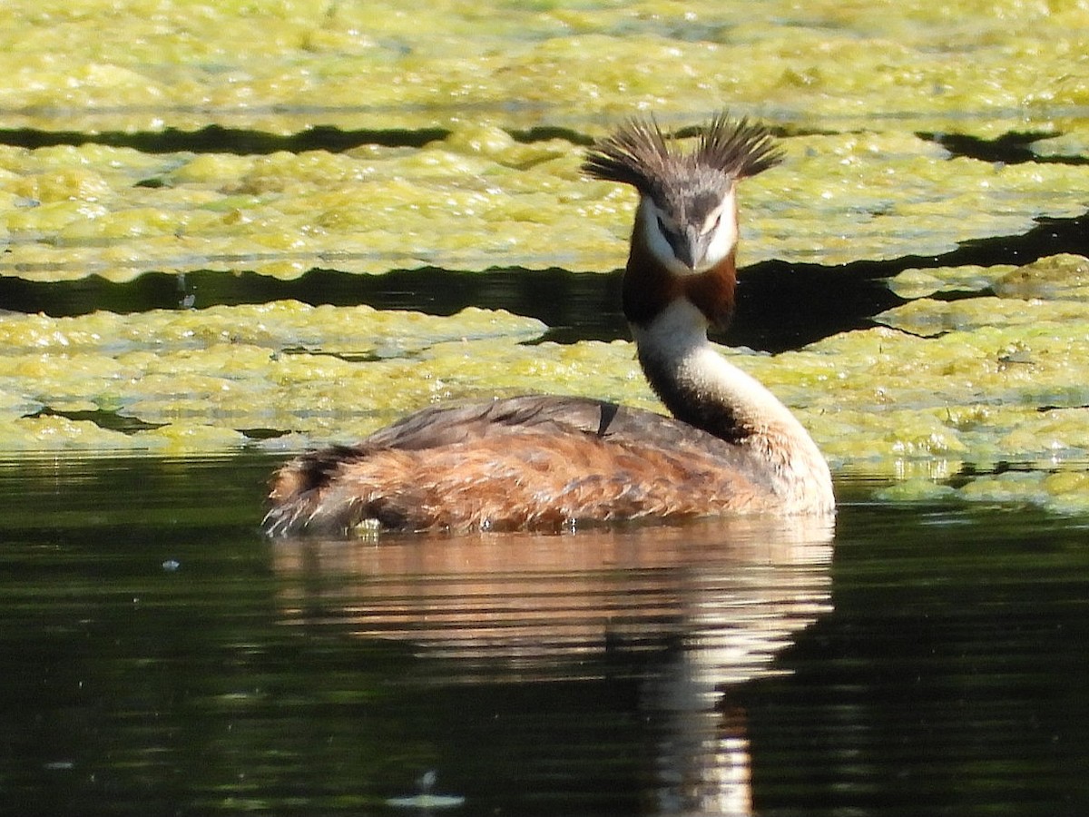 Great Crested Grebe - ML620570263