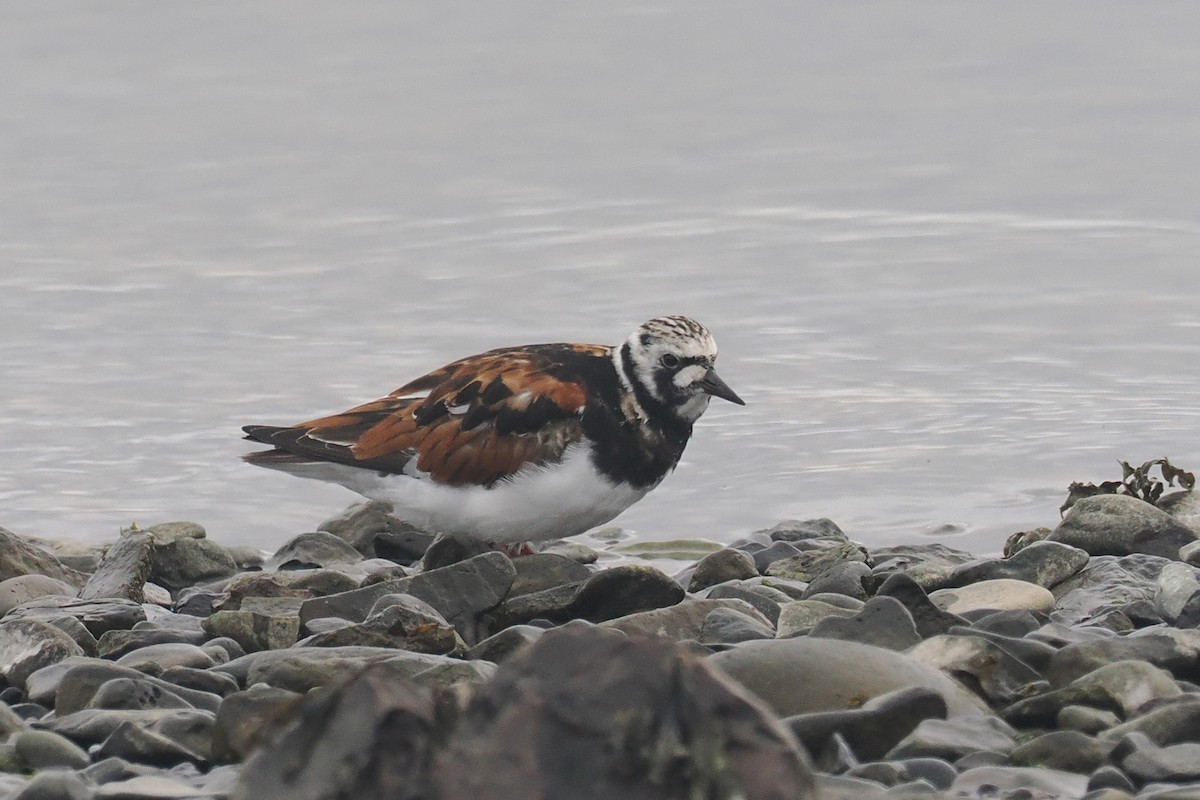 Ruddy Turnstone - ML620570268