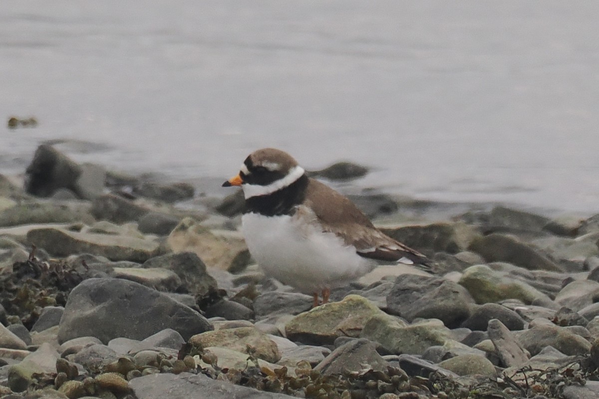 Common Ringed Plover - ML620570271