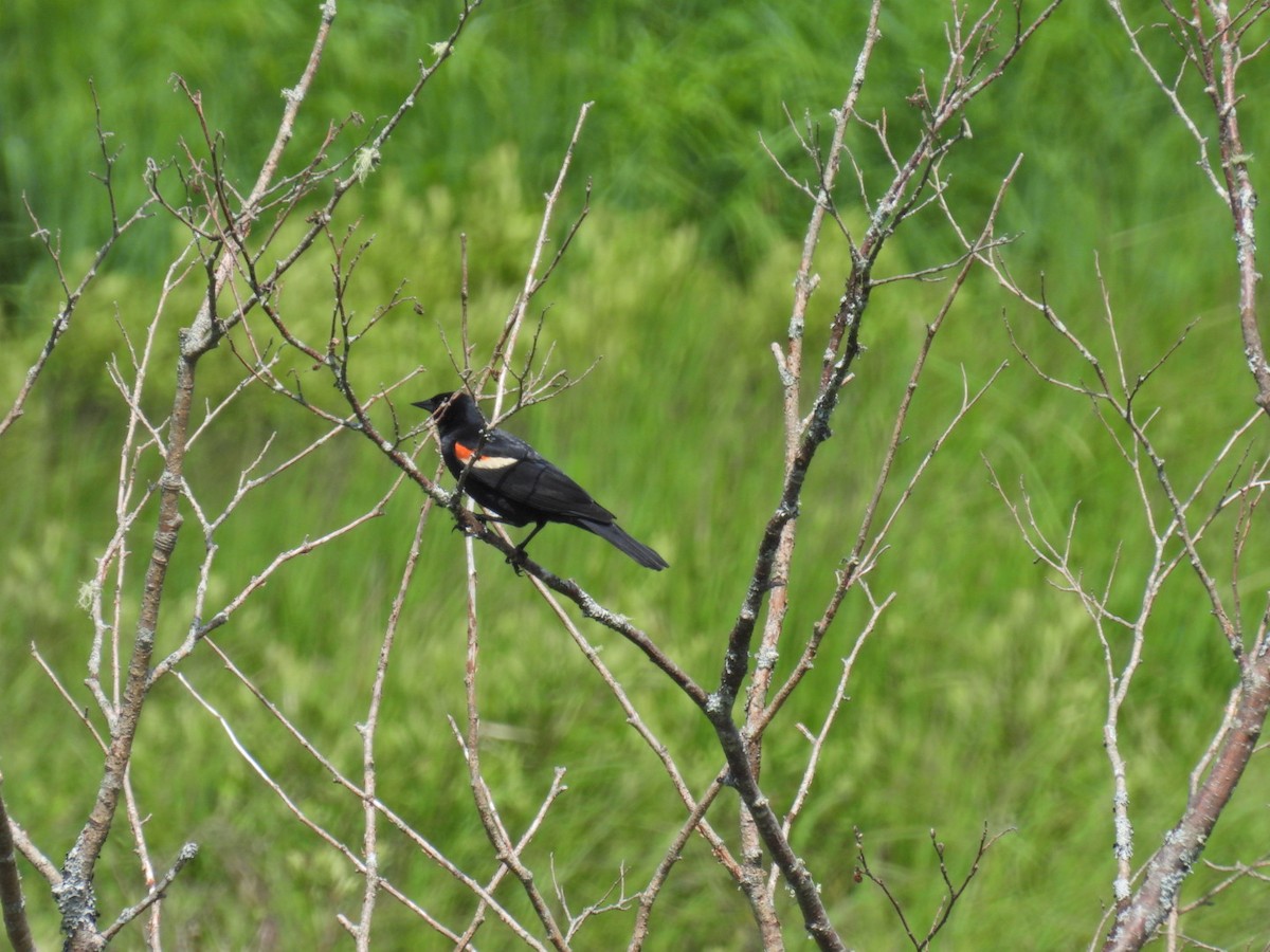 Red-winged Blackbird - ML620570282