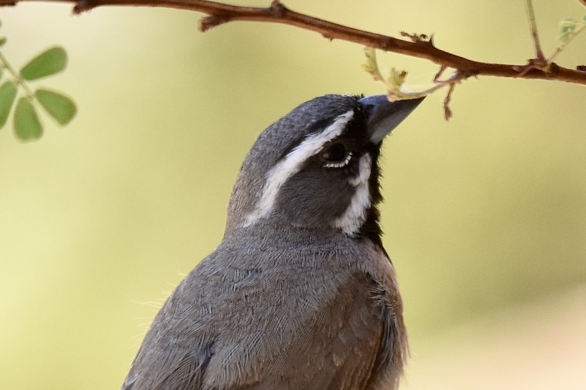 Black-throated Sparrow - ML620570283