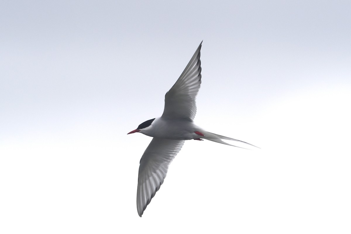Arctic Tern - ML620570285